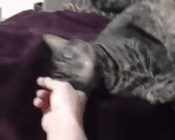 曼基康猫布偶猫:公猫与母猫相比，哪种更与人亲近，为什么？