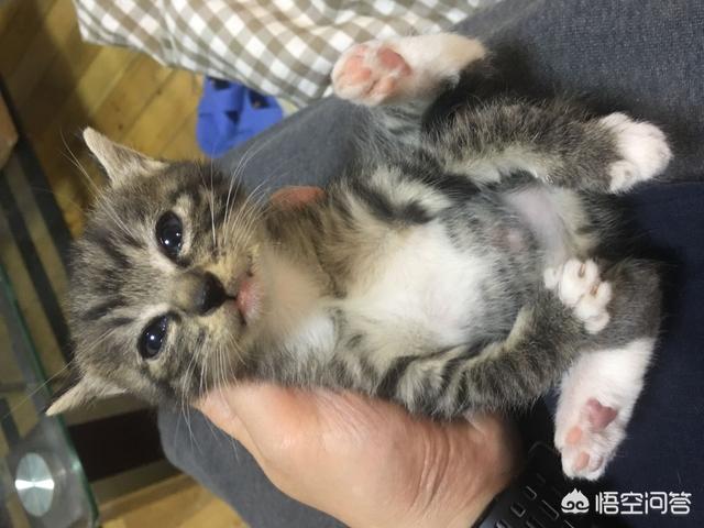 余虹 花猫的小屋:家里的猫猫做过让你最感动的一件事是什么？
