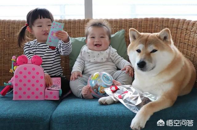 小狗狗图片:你见过最听话的狗狗有多听话？