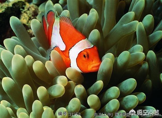黑白公子小丑鱼价格:饲养黑边公子小丑困难吗？