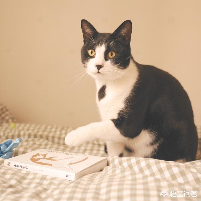 子猫絮语吧:猫犯错后不能打吗？打了会怎样？该怎么教育猫？