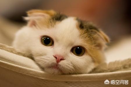 猫奴契约书图片:在古代，猫在人们心中的地位是怎样的？