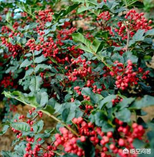衢州枝群油脂有限公司:怎样种植花椒？应该注意什么？