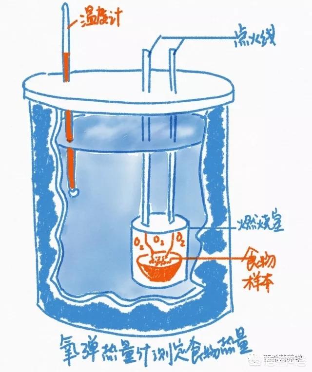 食物的热量是如何计算的？