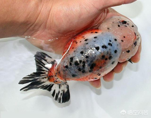 兰寿金鱼的饲养方法视频:新买的兰寿金鱼如何进行高锰酸钾药浴？