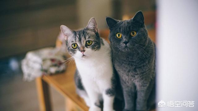 为什么我家猫不会埋屎:猫为什么会把粑粑弄脚上？