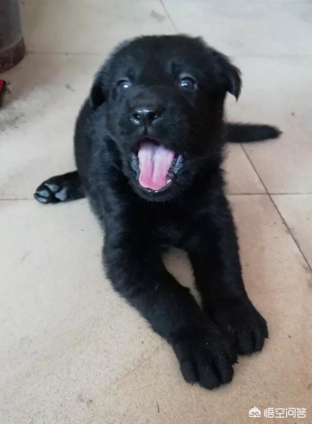 大连纯黑色德国牧羊犬狗买卖:东德牧羊犬太极色幼犬多少钱 哪种犬类的皮毛是纯黑色的？