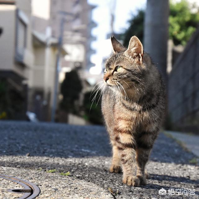有的猫会吃掉自己的孩子,这是怎么回事？