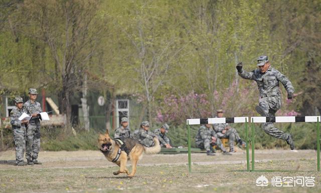 比利时马犬和德牧:为什么说马犬要比德牧好呢？