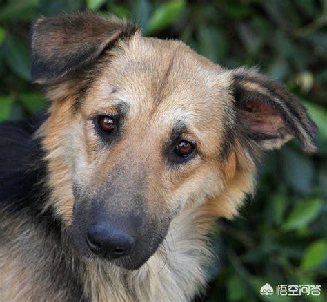 黑熊犬和德牧串:串串狗能够长得有多好看？