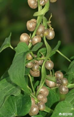 山药属于藤蔓植物,而山药豆就是藤蔓的叶腋间的株芽.