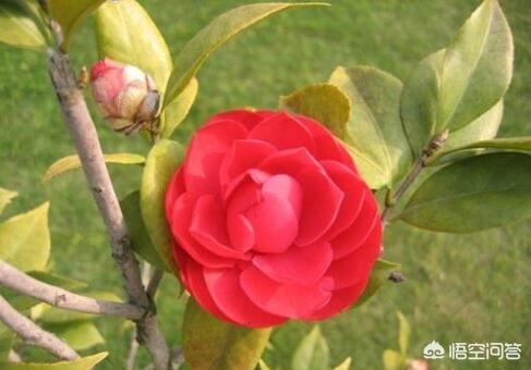 花叶艳山姜叶枯病:茶花的叶子发黄是怎么回事？