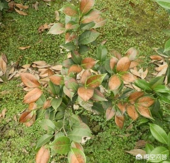 花叶艳山姜叶枯病:茶花的叶子发黄是怎么回事？