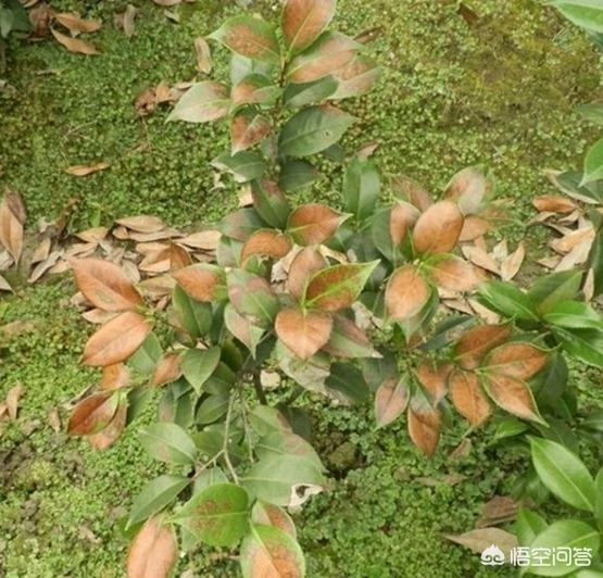 山茶花是什么颜色:什么颜色的山茶花更漂亮？