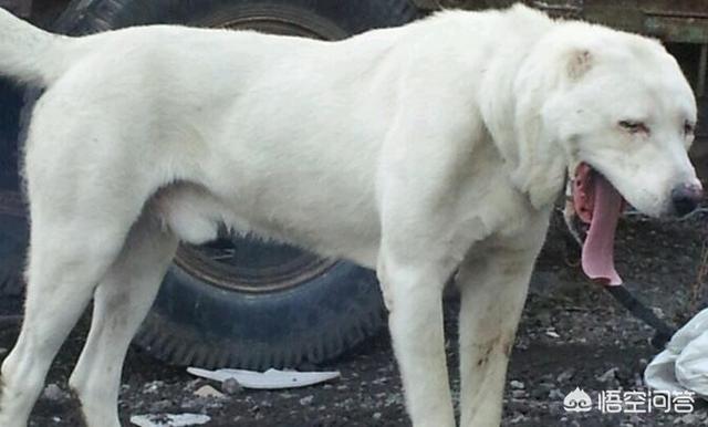 中亚牧羊犬家养:中亚犬和高加索犬和卡斯特罗拉博雷罗犬哪个适合养？为什么？ 中亚牧羊犬家养怎么样