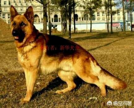 csv德国牧羊犬俱乐部app下载:为什么德牧被禁养了以后，还有很多人喜欢饲养？