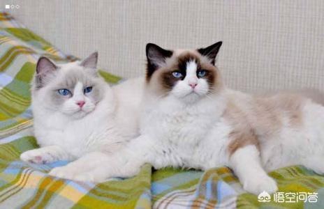 养一只电子宠物猫吧:养一只布偶猫是什么样的体验？ 电子宠物猫app