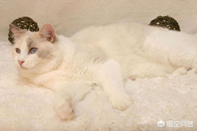 养一只电子宠物猫吧:养一只布偶猫是什么样的体验？ 电子宠物猫app