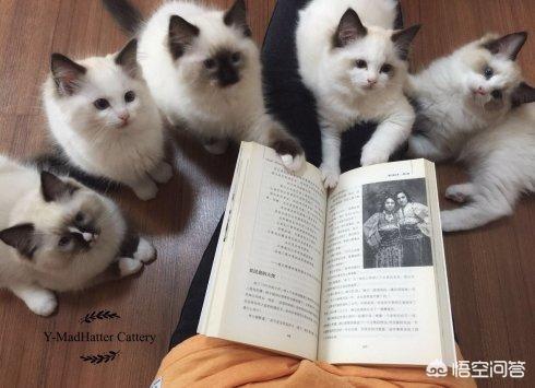 来养一只电子宠物猫:养一只布偶猫是什么样的体验？