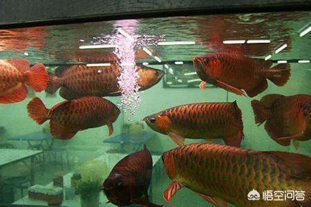 水族器材是什么:能给我介绍一下所有的摄影器材的名称，用途，效果，用途吗？