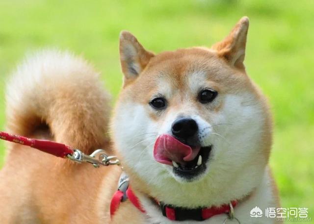 日本纯种柴犬价格多少:你们的柴犬都是花了多少钱买的？