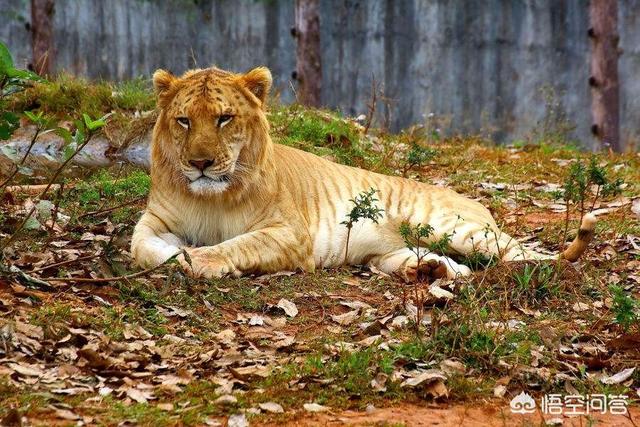 奔跑晶骡子:为什么说“驴下骡子猪下象”？