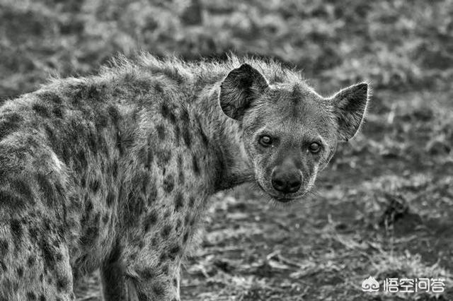 非洲斑鬣狗vs藏獒视频:鬣狗单挑藏獒视频 一只藏獒加上一只比特犬，可以打的过一只鬣狗吗？