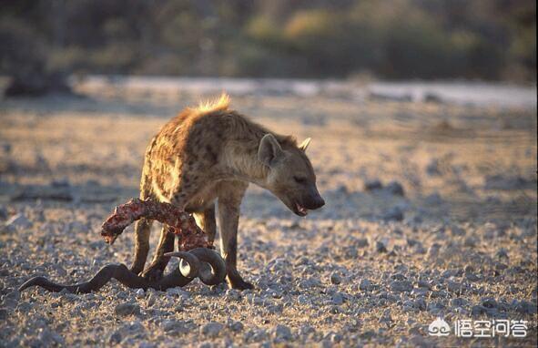 非洲斑鬣狗vs藏獒视频:鬣狗单挑藏獒视频 一只藏獒加上一只比特犬，可以打的过一只鬣狗吗？