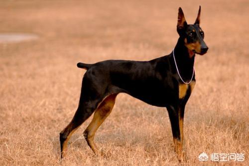 深圳杜宾犬价格:杜宾犬是怎样的犬种？价格多少钱？