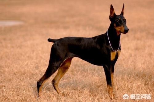 重庆杜宾犬价格是多少:杜宾犬是怎样的犬种？价格多少钱？ 德国杜宾犬价格多少