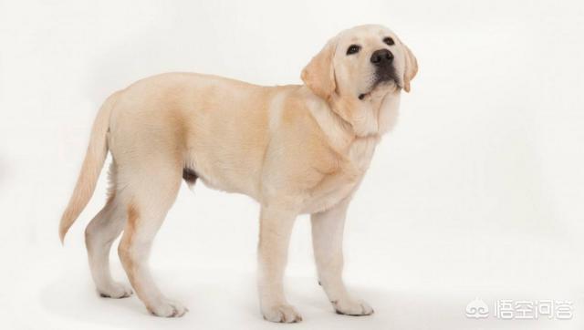 中型犬哪些好养:适合家庭养的中型犬有哪些 喜欢中型犬，养什么比较好啊？