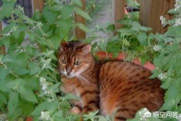 猫薄荷对猫有什么作用危害:给猫咪喂食猫薄荷，会有怎样的反应？