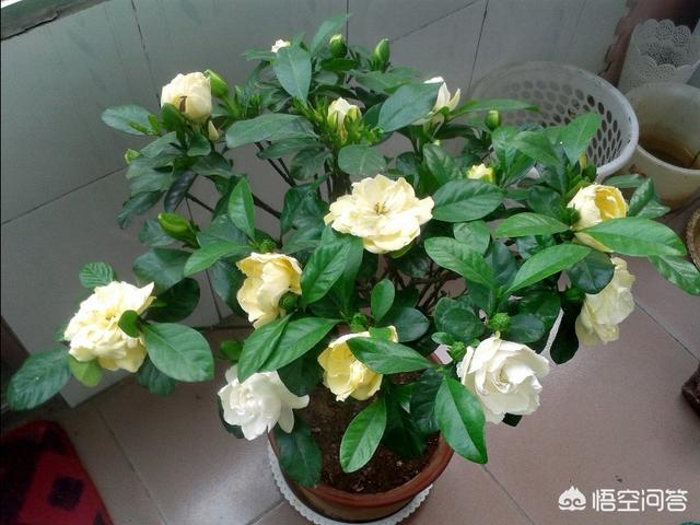 栀子花为什么变黄了？