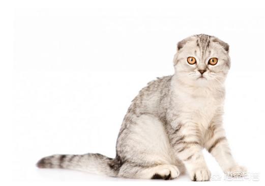 猫的种类:最受欢迎的宠物猫种类有哪些？ 猫的种类有哪些