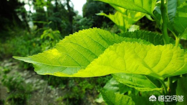 野桑叶可以泡茶喝吗?-图8