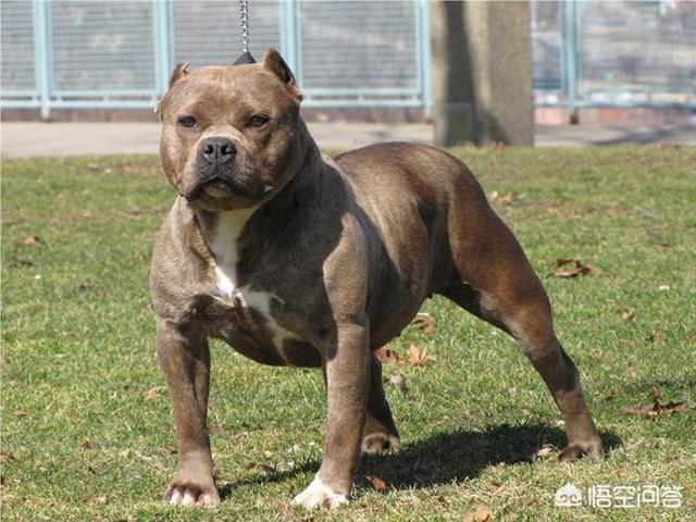 世界十大猛犬排名:打斗第一猛犬到底是哪种猛犬？