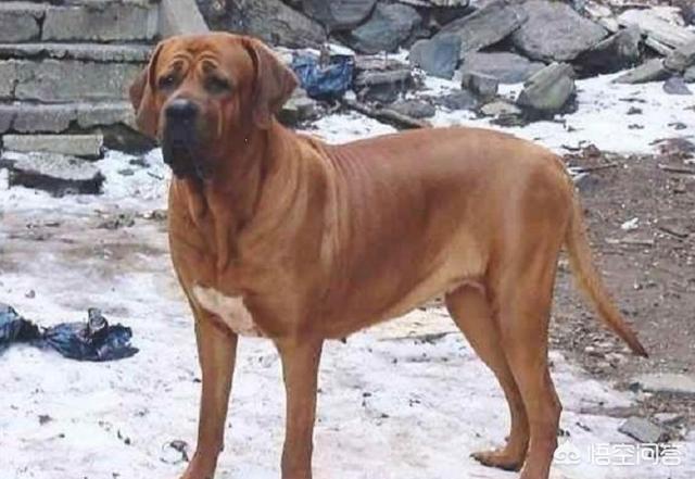 世界十大猛犬排名:打斗第一猛犬到底是哪种猛犬？