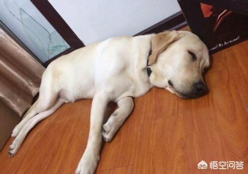 拉布拉多猎犬金毛:拉布拉多和金色猎犬 急问，想养条狗，是金毛还是拉布拉多适合呢？家有两个男孩十岁？