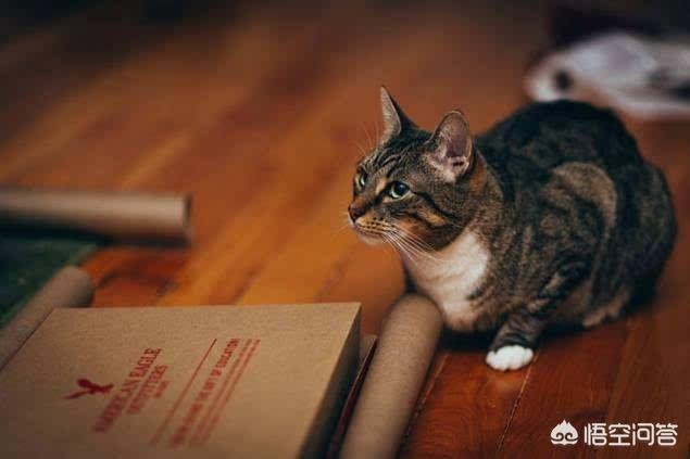 忆宠物摄影:怎样给宠物拍出高格调的照片？