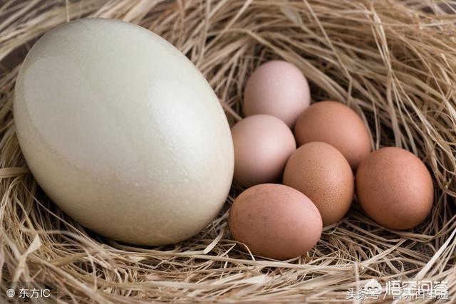 鸭蛋有壮阳的功效吗，什么“蛋”的营养价值最高