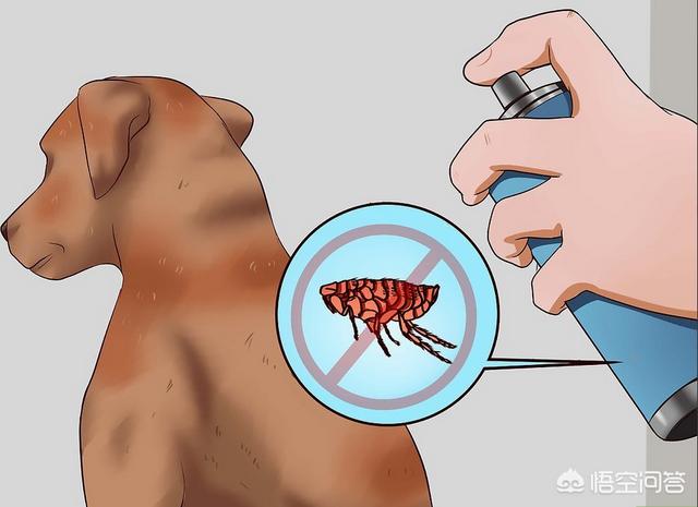 狗身上有跳蚤怎么办:家里的狗狗长跳蚤，如何消灭跳蚤而不误伤狗狗？