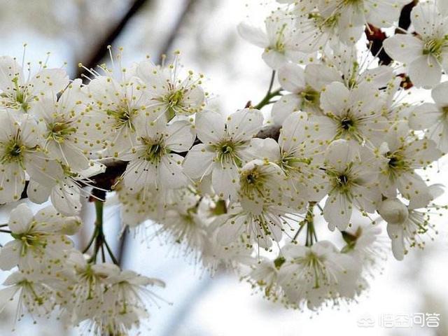 头条问答 山樱花种子怎么样育苗 2个回答