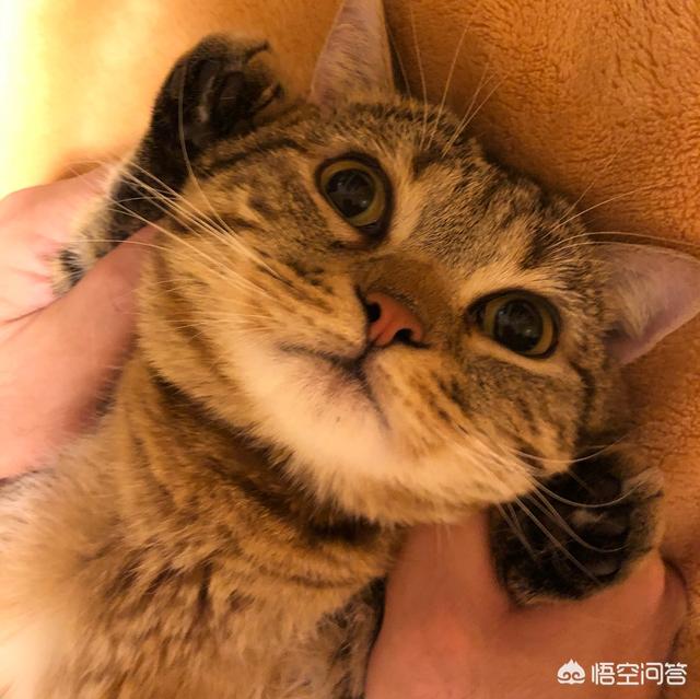 猫救主人:猫咪是怎么分辨出主人的？