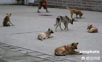 老外去北京另类宠物市场:爱狗人士会去国外献爱心吗？