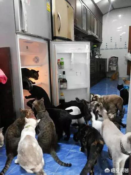真正的虐猫群2018:家里养了好多猫是一种怎样的体验？