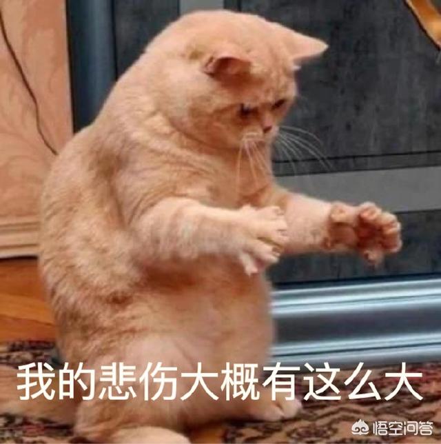 猫返:男朋友不喜欢我的猫，说如果不扔掉就不在一起，怎么办？