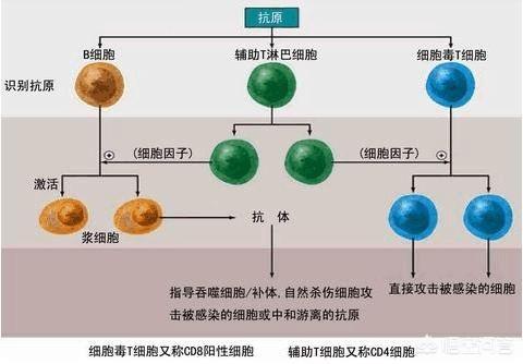 淋巴细胞百分比偏高:淋巴细胞百分比偏高60 淋巴细胞百分比偏高是什么原因？