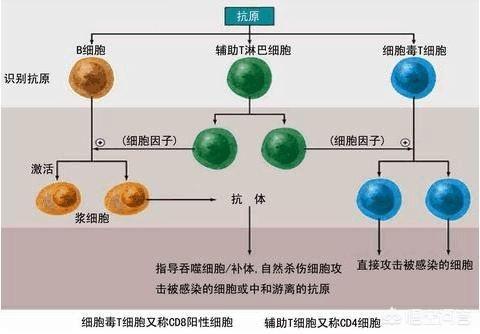 淋巴细胞百分率偏高(淋巴细胞偏高的原因)