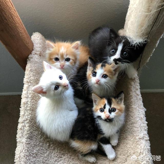 头条问答 小猫多大适合接回家 66个回答