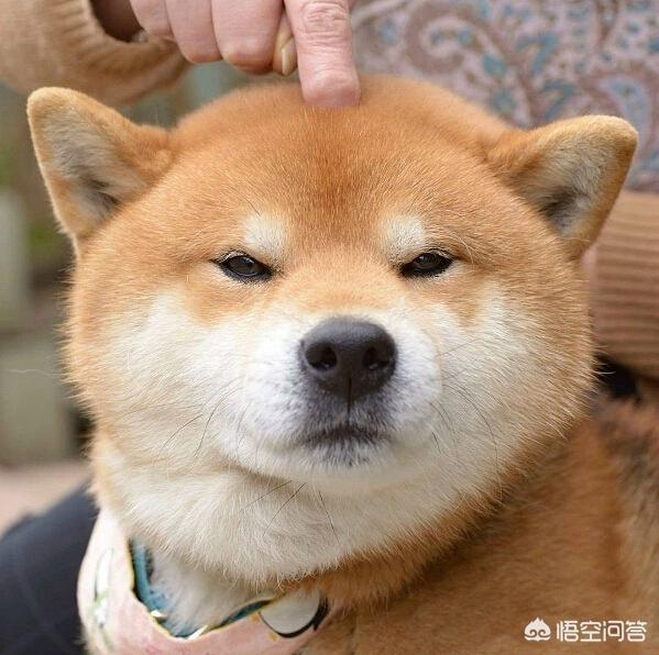 如何训练小柴犬不咬人:准备养柴犬，有什么注意点？ 小柴犬如何训练不咬人